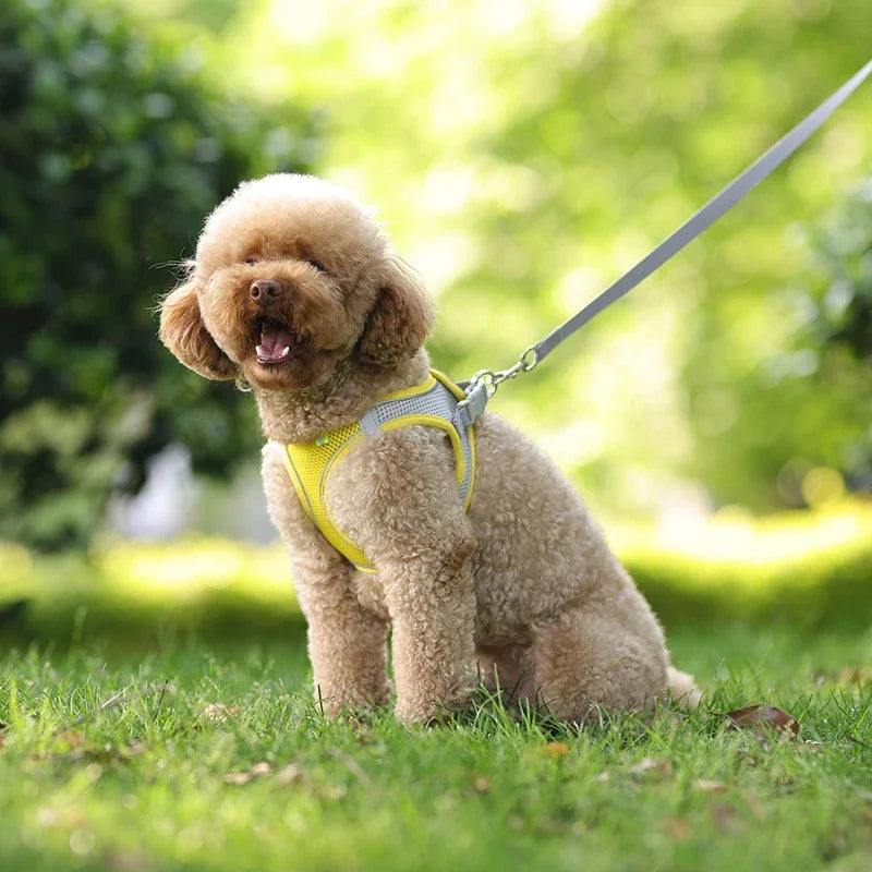 Adjustable Puppy & Cat Harness Set