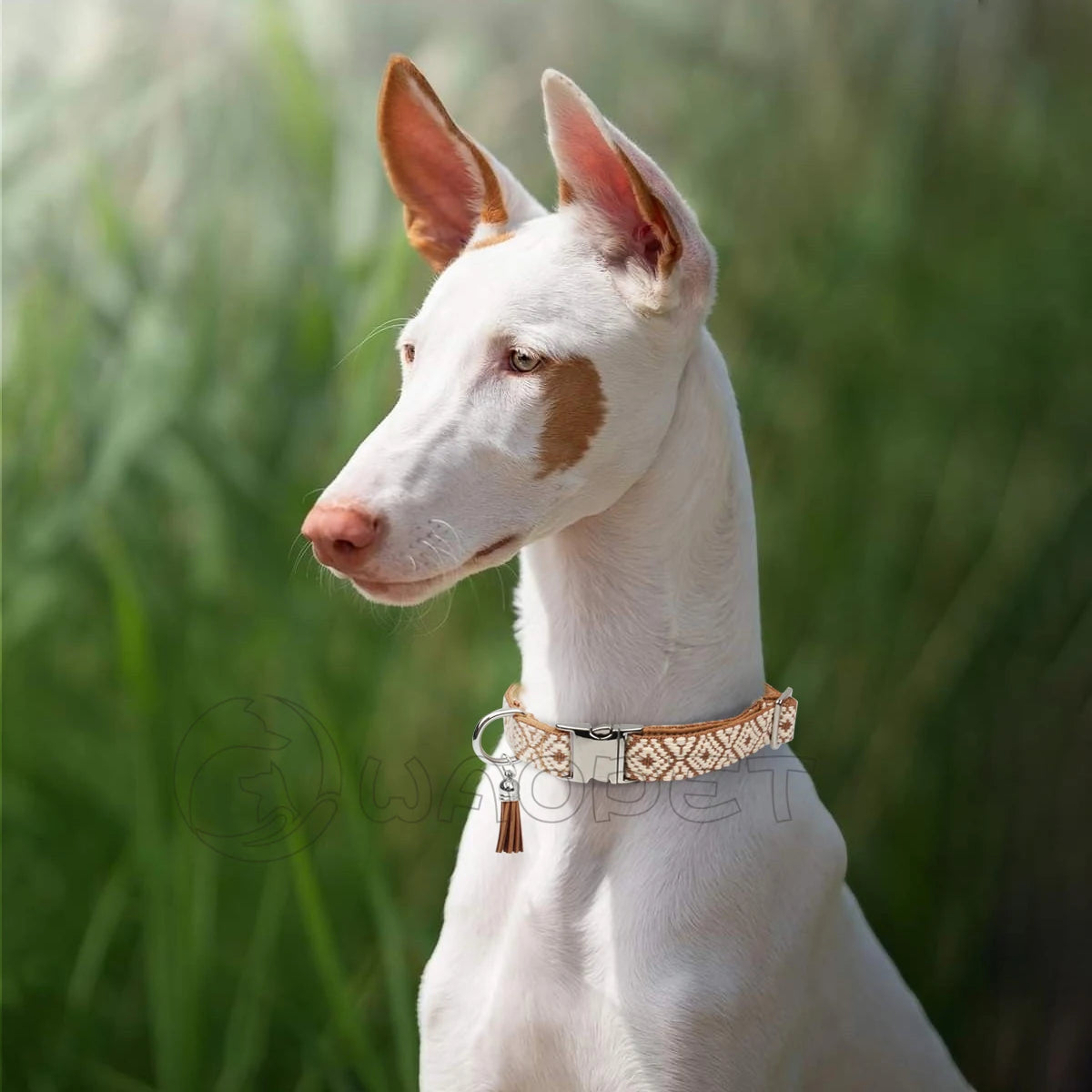 Bohemian Style Adjustable Dog Collar